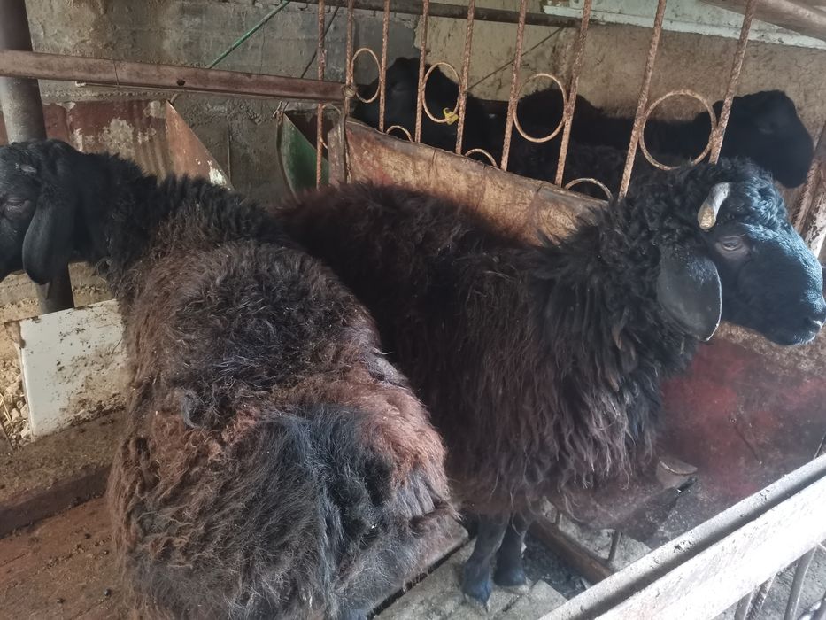 Кучкорлар сотилади