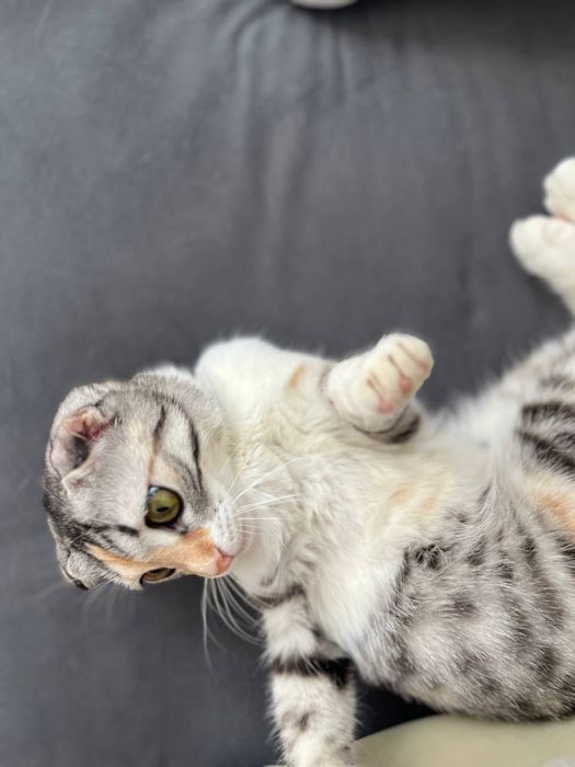 Кошка шодлански