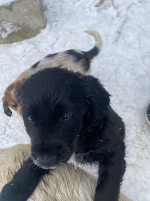 Отдам в добрые руки щенят