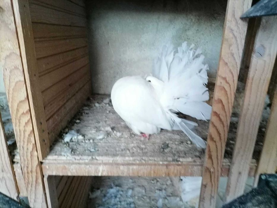 продавам гълъби фенерлии