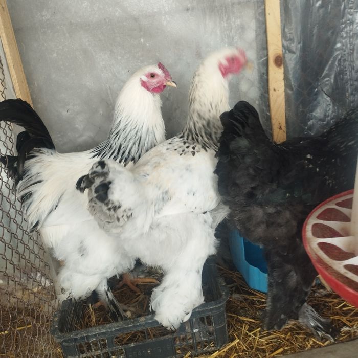 Продам куры домашние