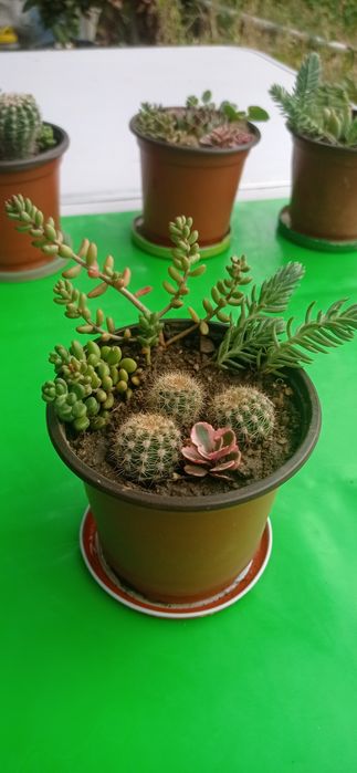 Цветя за офиса, стайни растения, саксии с аранжировки