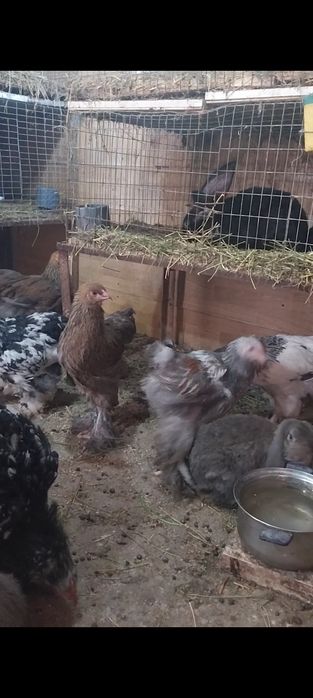 De vânzare gaini tinere brahma și cochinchina uriaș bobat