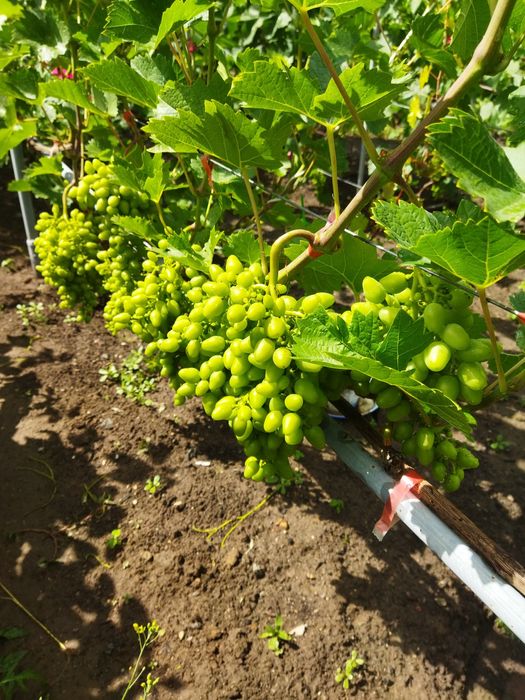 Продам дом с мансардой.