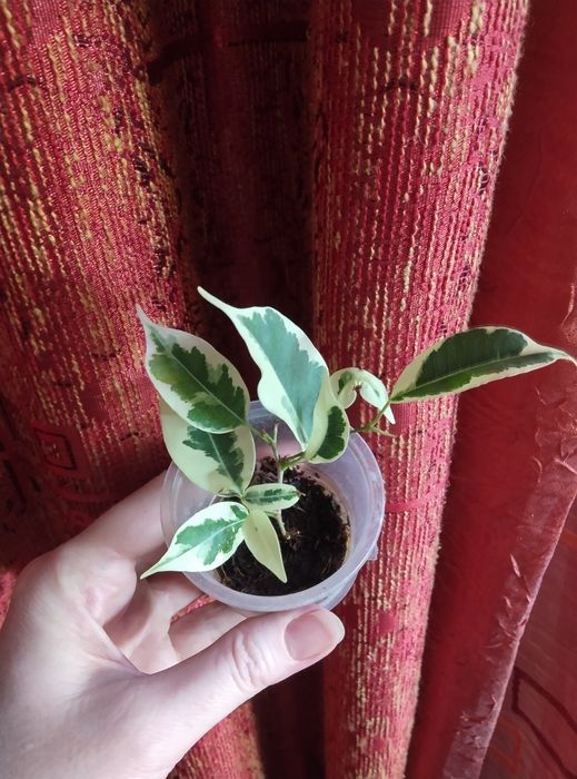 Комнатные растения