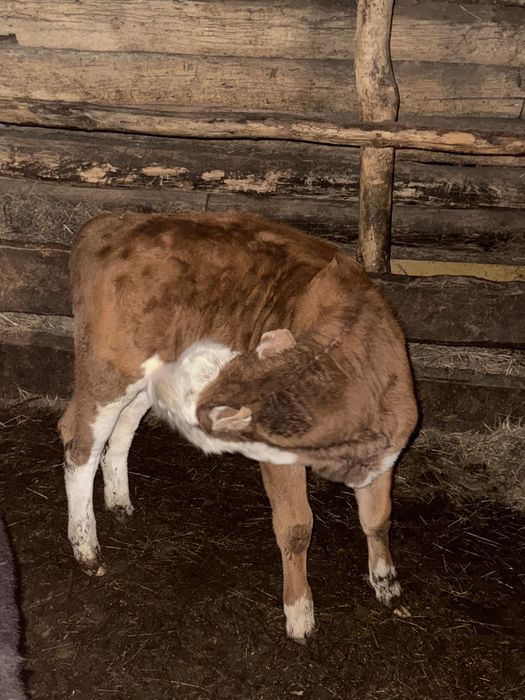 Продам двух телят