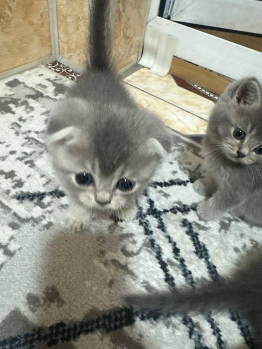 Продаётся котята скотиш фолд