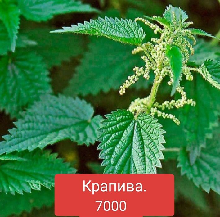 Саженцы садовых цветов и лекарственных трав.