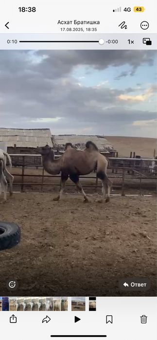 Верблюд продам (туие сатамыз )