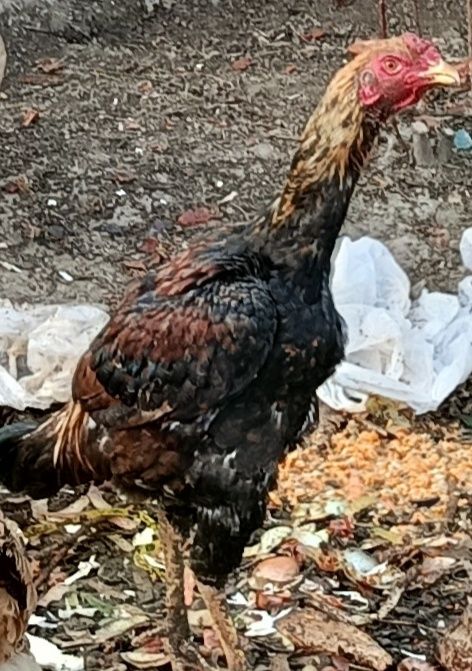 Дакан куланги сотилади брамаям бор