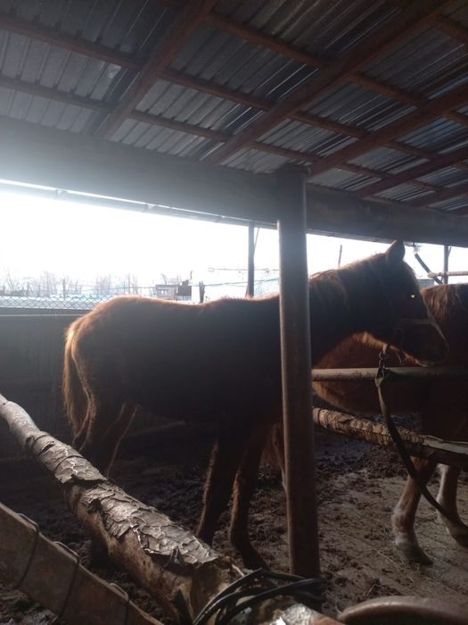 Тай жабагы тайлар