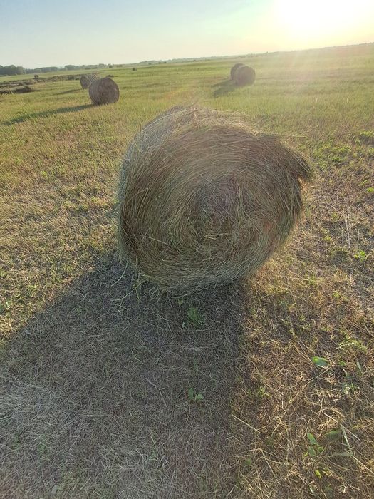 Продам луговое сено