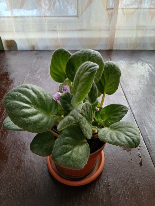 Продам цветы комнатные