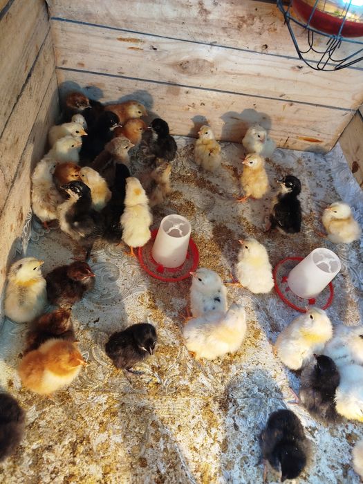 Продам цыплят от домашних курочек