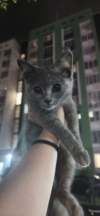 Кошечка крастка в добрые руки