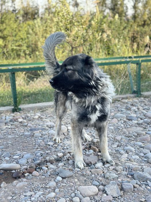 Кавказская овчарка