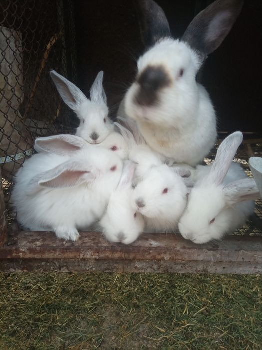 Продаю крольчат 1.5- месячные