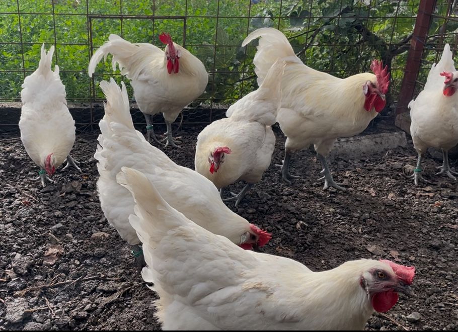 Oua incubat gaini La Bresse