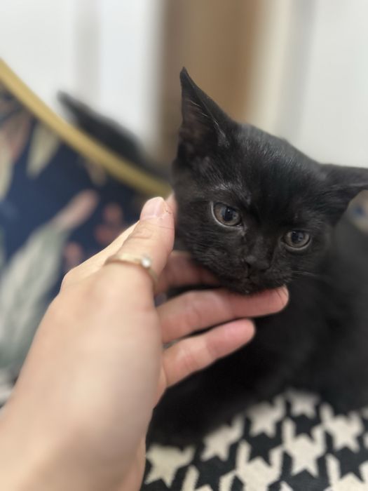 Отдам в добрые руки котенка