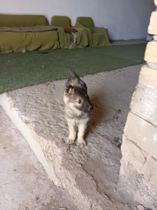 Европейский овчарка