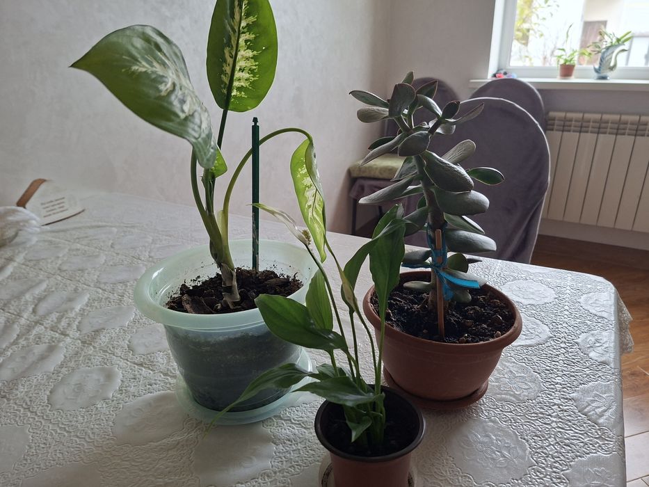 Продам комнатное растения