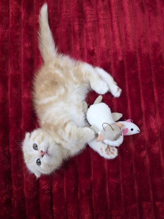 Котята мимишные.