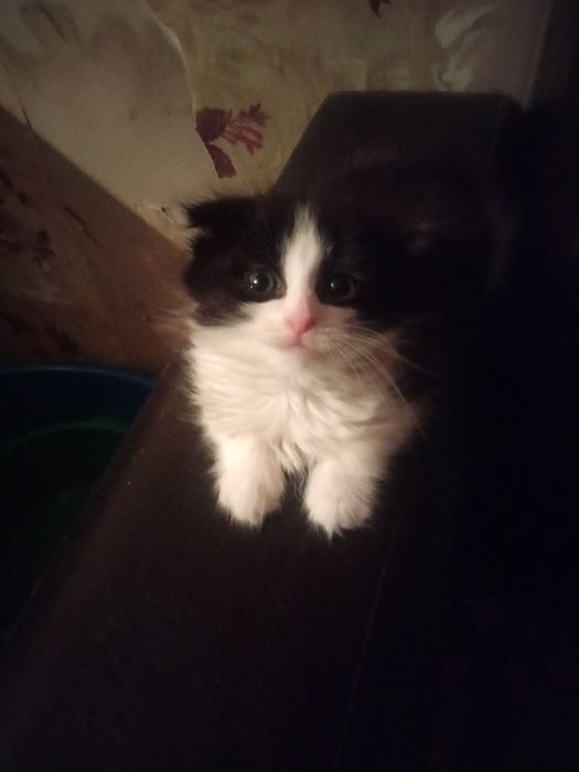 Продам котят вислоухая