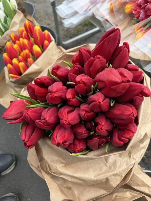тюльпаны по 750 тг