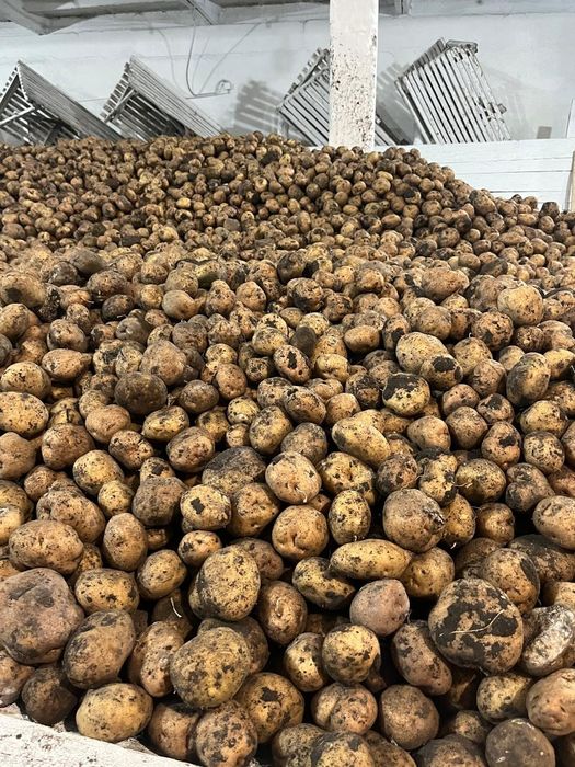 Продам картофель