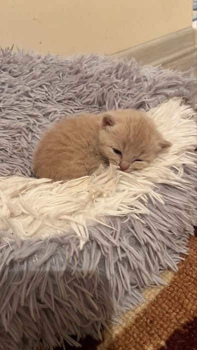 Котята от британца