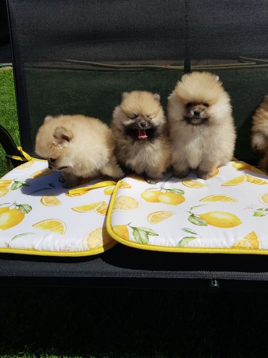 Померан померанчета Гр. София