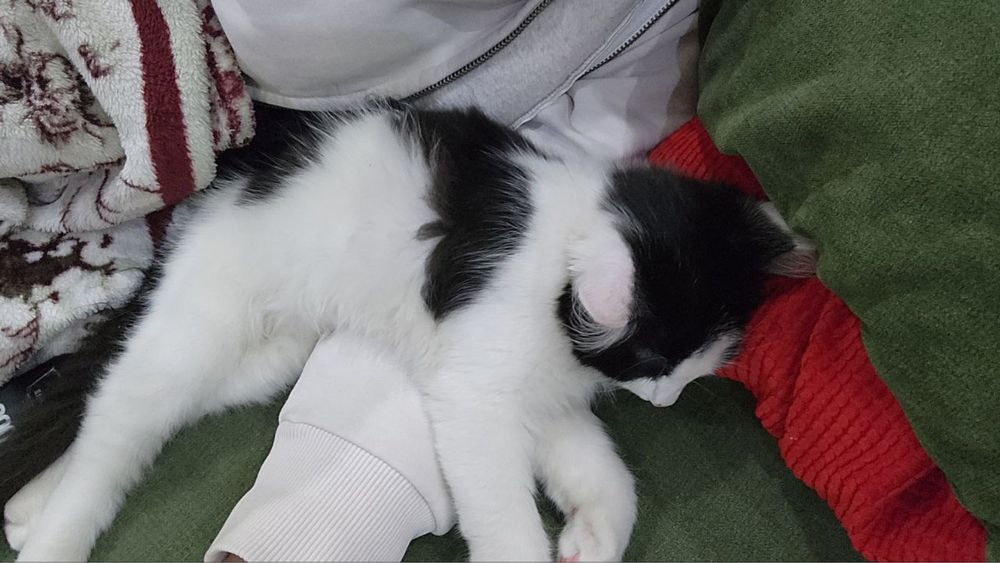 Отдадим котенка в благие руки