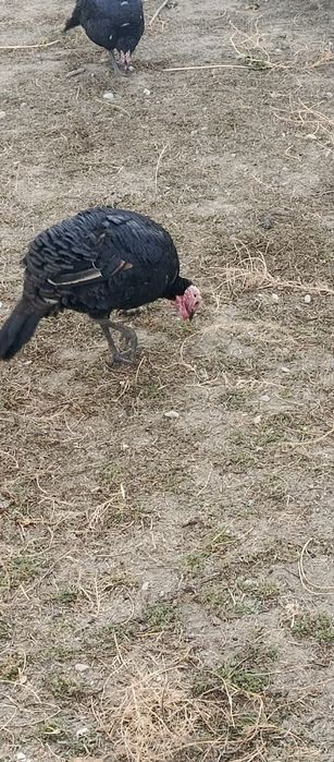 Курка тухум босадиган, курк