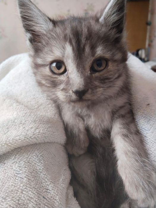 Котята в хорошие руки