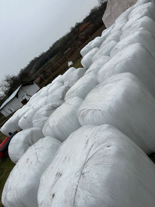 Baloti de fan si  lucerna infoliata