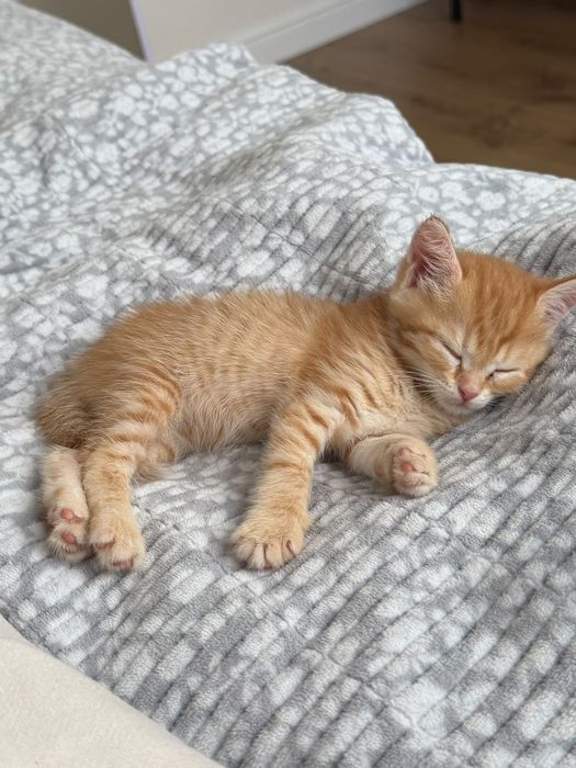 Маленький котёнок