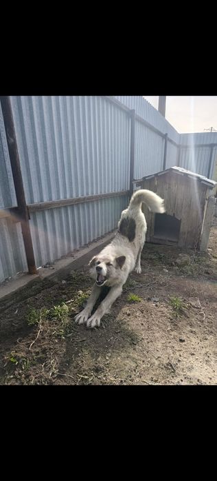 Отдам даром собаку