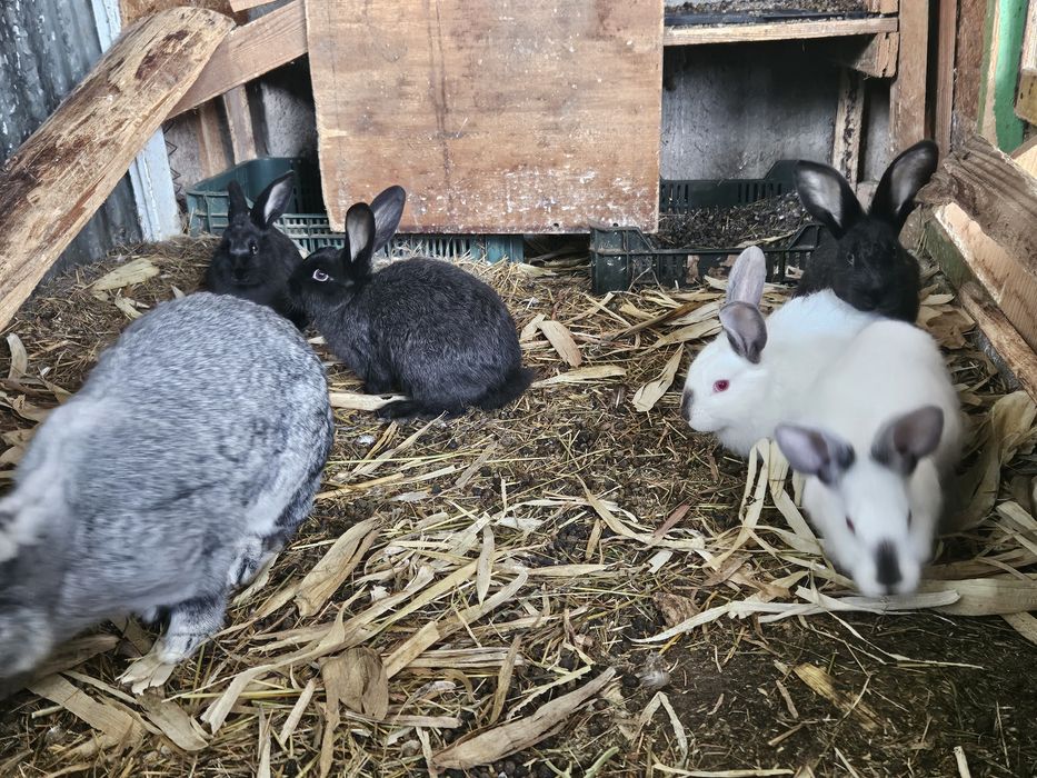 Iepurași de vanzare