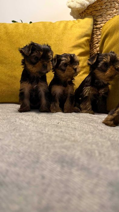 Мини Йоркширски Териер