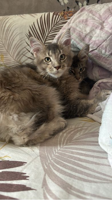 Котята Мейнкуны девочки!