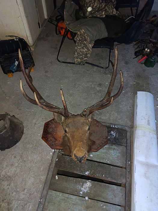 Лось или Олень продам