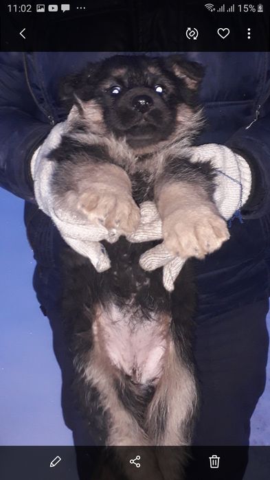 Продам щенят девочек немецкой овчарки