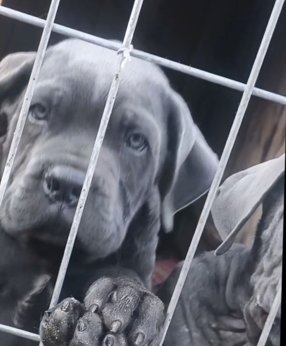 Mascul Cane Corso, 12 săptămâni, Pedigree tip A