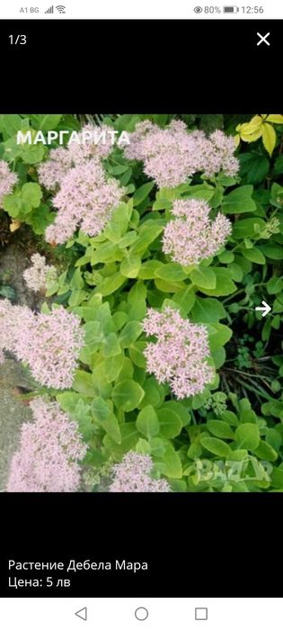 Растение Дебела Мара
