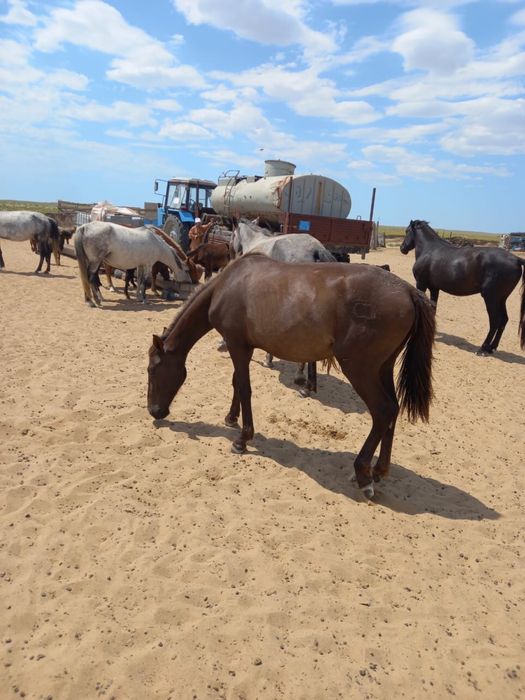 Семіз ТАЙ сатылады