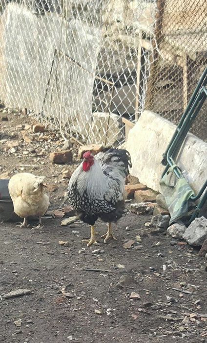 Cocoș de Vânzare