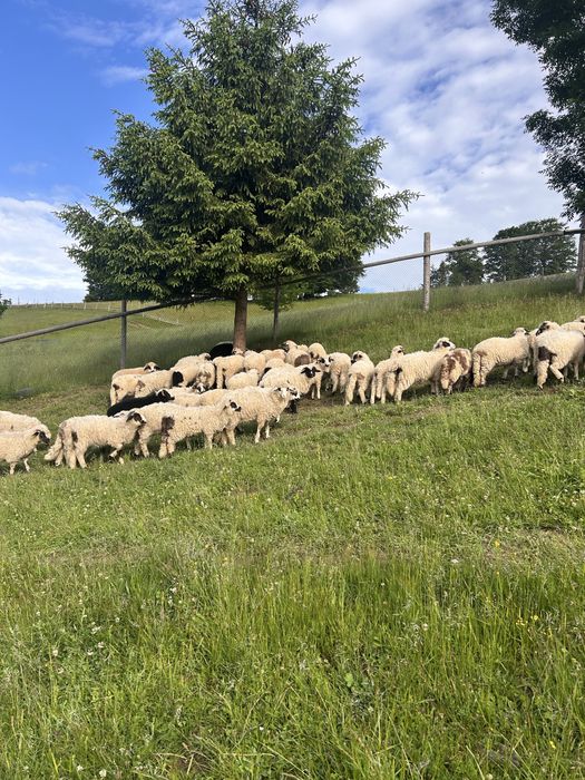 Vând miei 25 lei kg