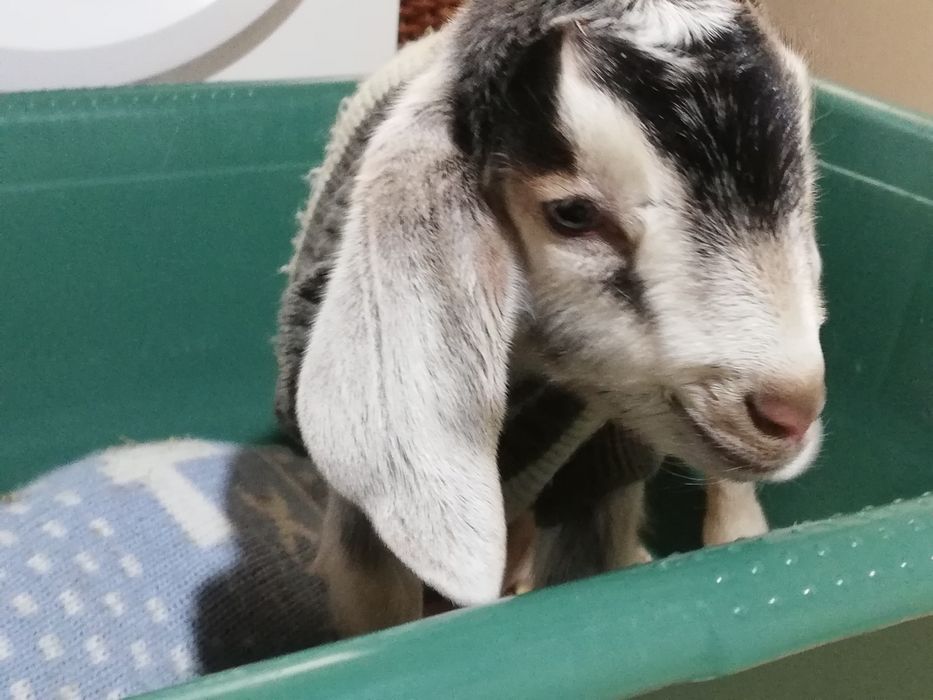 Iezi de vanzare metis anglo-nubian