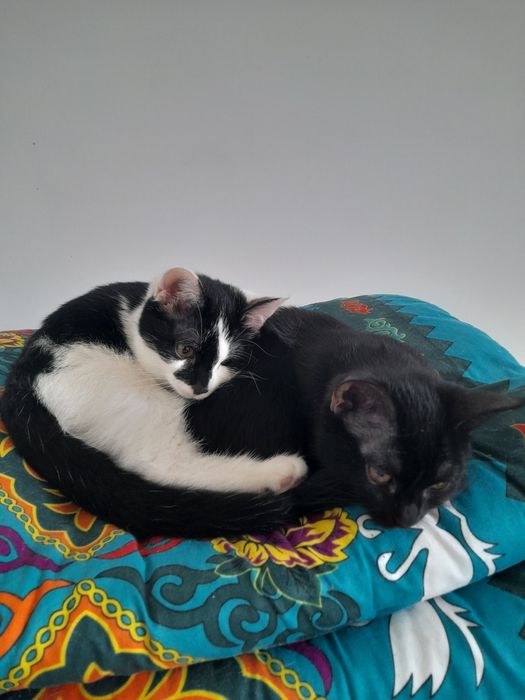 Котята в добрын руки