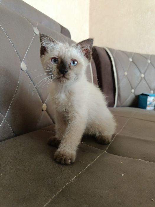 Siam mushugi ona va bollari